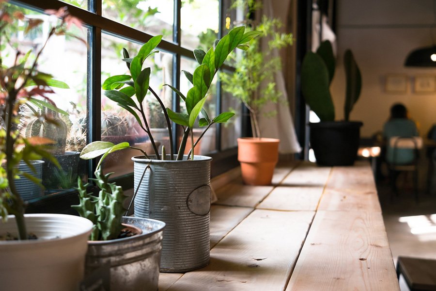 O frio pode matar muitas plantas da sua casa
