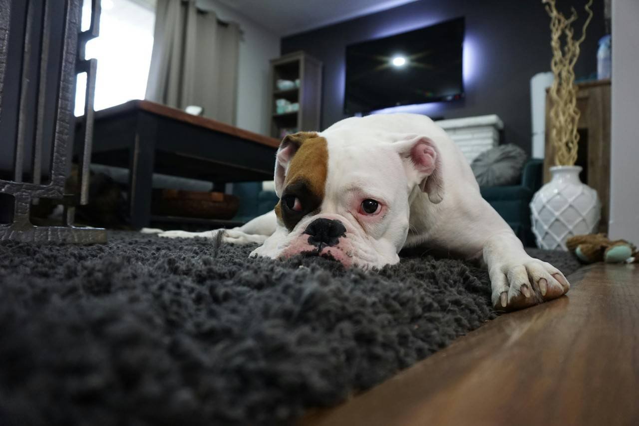 um cachorro deitado sobre um tapete peludo