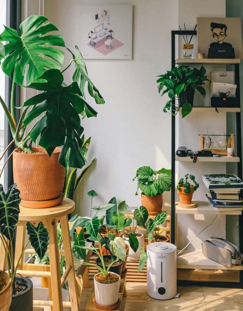 pexels huy phan 316220 3891103 Sala com plantas, estante e decoração moderna