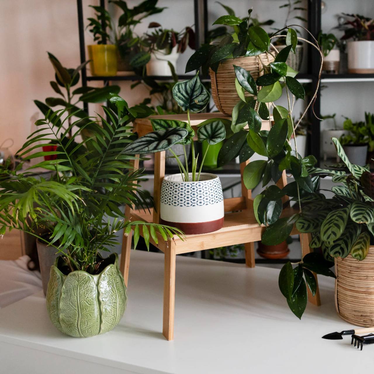 conceito de cultivo de plantas em casa