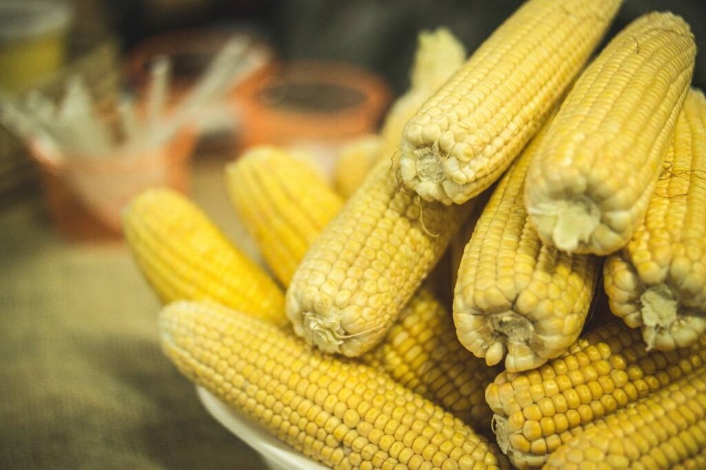 corn 2251499 1280