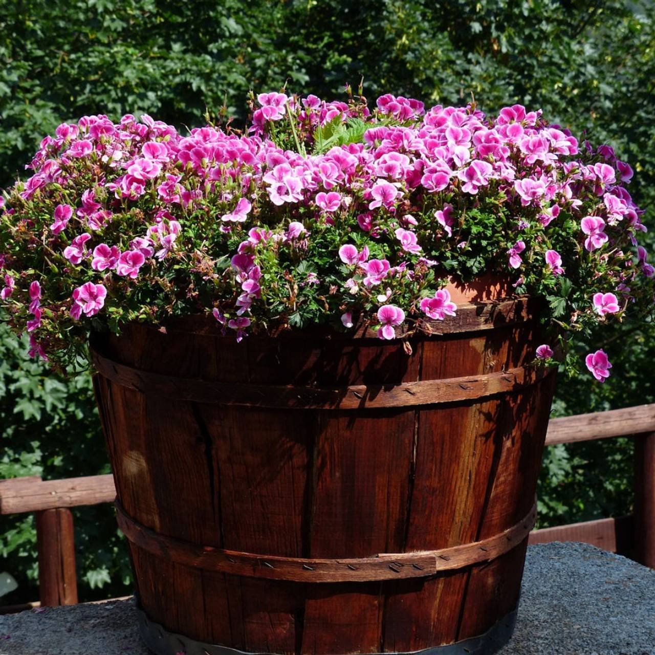 barril com flores rosas