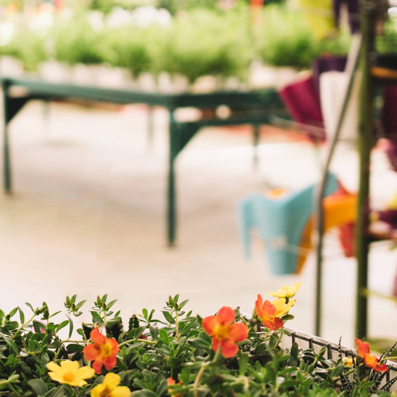 estufa de flores
