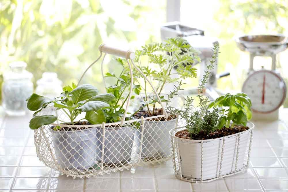 Ter algumas frutas, verduras e temperos sempre frescos em casa é fácil com uma mini-horta. Confira como ter uma e deixar seu lar ainda mais natural.
