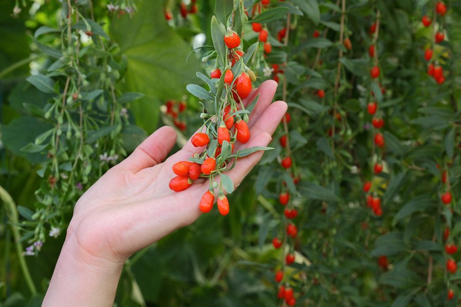 A goji berry é rica em vitaminas e minerais