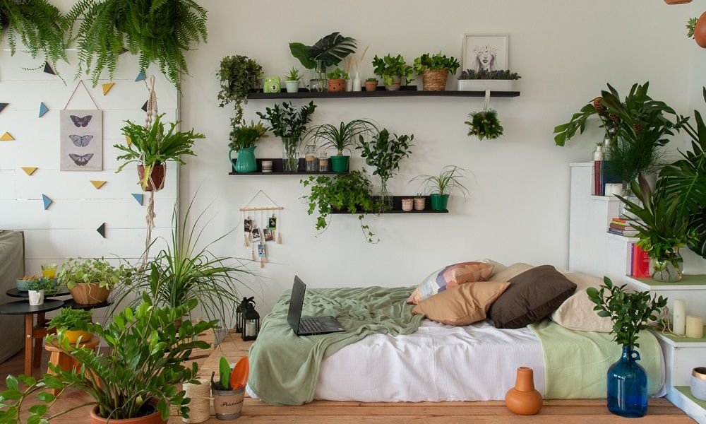 plantas para quarto lista com especies para a decoracao