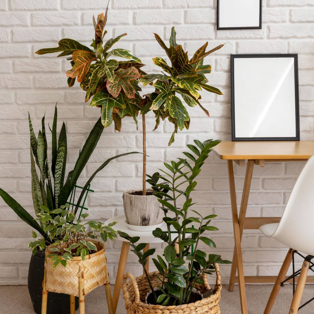 plantas verdes e moveis de madeira