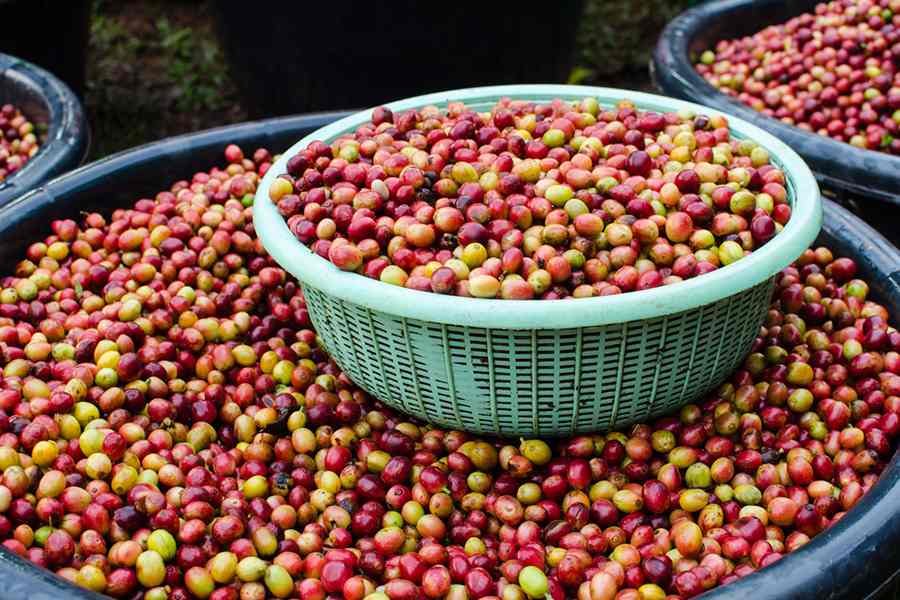 Confuso sobre os muitos tipos de café que vê nas lojas e cafeterias? O Simplifica tira suas dúvidas e ainda te mostra como prepará-los de forma ideal. Confira: